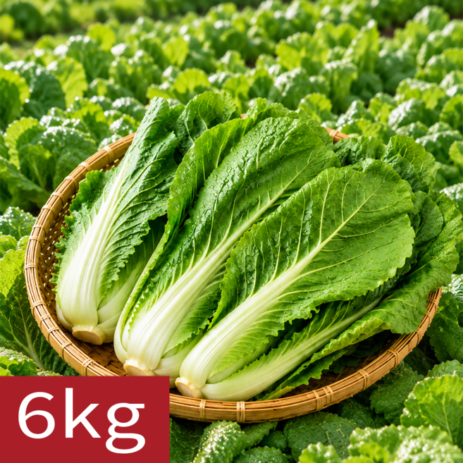 [푸르담] 국내산 산지직송 아삭한 얼갈이, 6kg, 1개