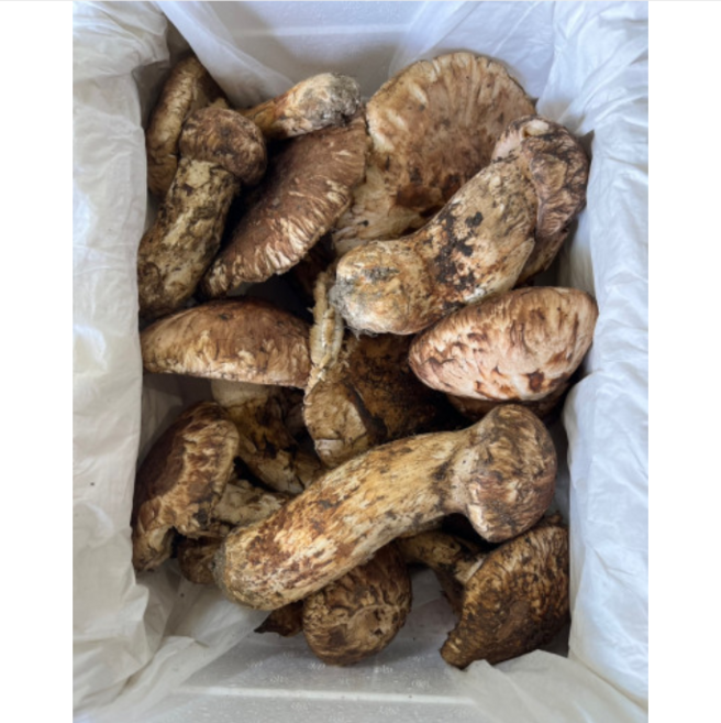 2024년 영주 소백산 자연산 송이버섯 500g / 국산 냉장 / 선물세트 [원산지:국산(경상북도 영주시)], 1세트, 1kg3등품(정지품)