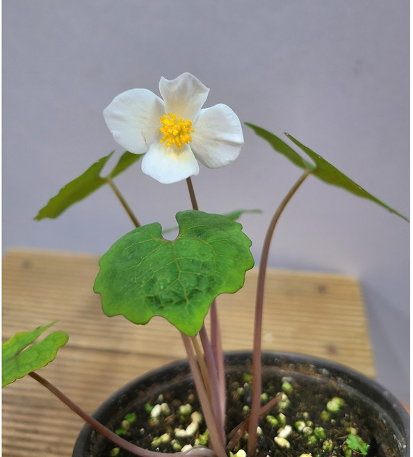 행복한꽃순이//연잎양귀비(흰색)/백두산앵초/노지월동, 1개