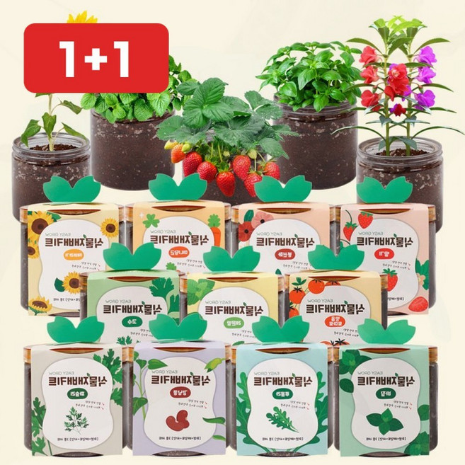 방울토마토 식물키트 베란다 실내텃밭 새싹채소재배키트, one 03고수