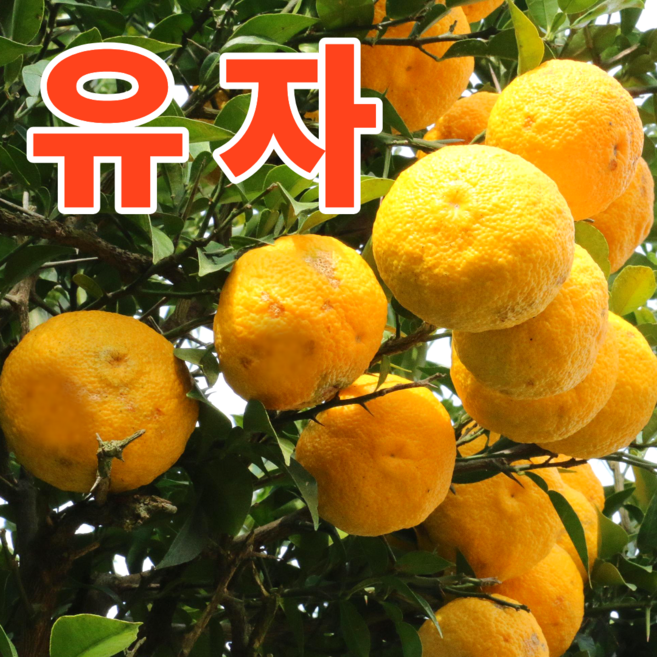 [초특가할인] 국내산 햇 유자 생과유자 못난이유자, 1박스, 유자 3kg 랜덤과