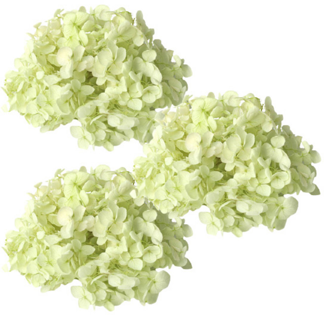 로맨틱노벰버 프리저브드 수국 3P, 라이트그린