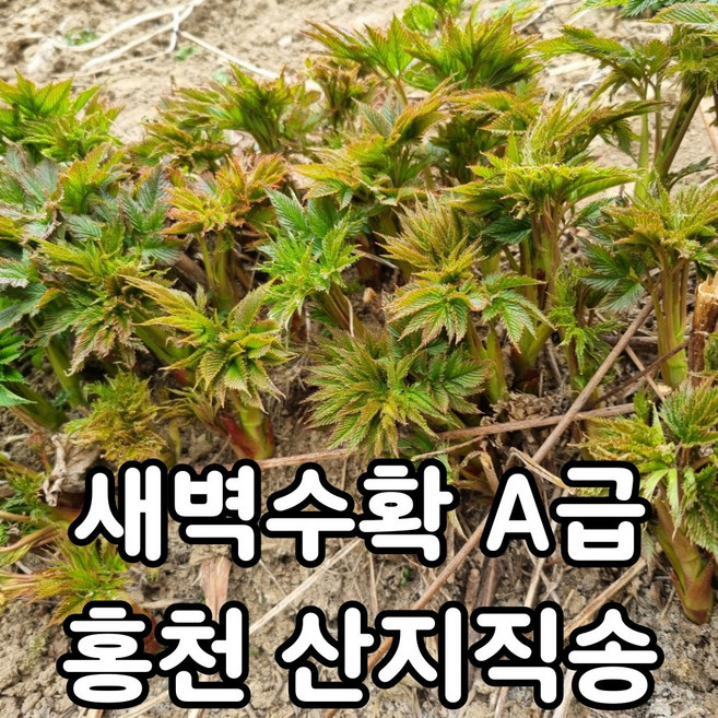 [고랭지] 홍천 눈개승마 나물 삼나물 산지직송, 500g, 1박스