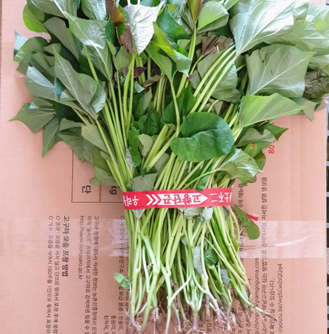 파머스넷 해남 꿀고구마 모종, 10kg, 1개