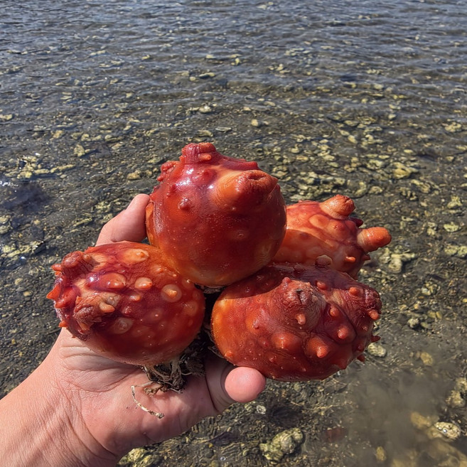 (재구매율 90%) 당일조업 당일발송 통영 활멍게, 1개, 가성비 6kg (kg당 12-15미)