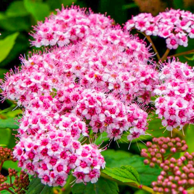 세종식물원 조팝나무 스파클링 샴페인 120L포트 일본조팝나무 꽃나무, 1개