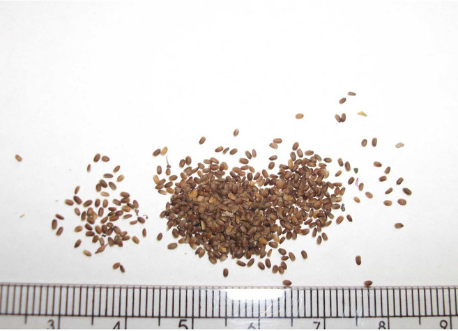 아니스히솝씨앗 / 아니스히솝씨, 1개