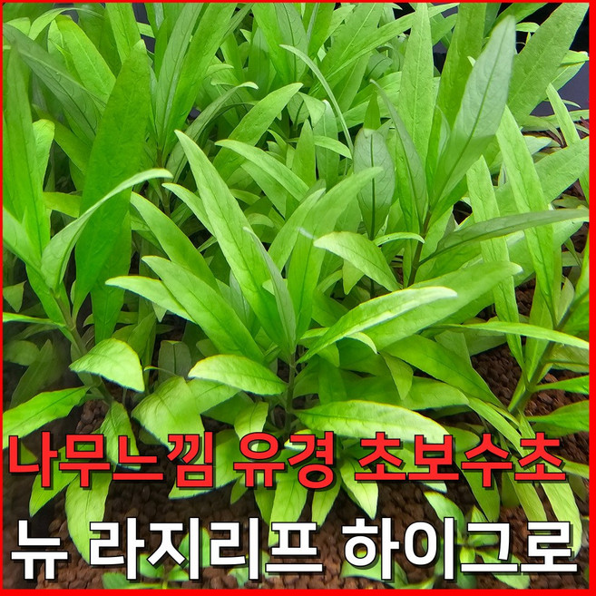[수초농부] 뉴 라지리프 하이그로 나무느낌 유경 초보수초, 3개