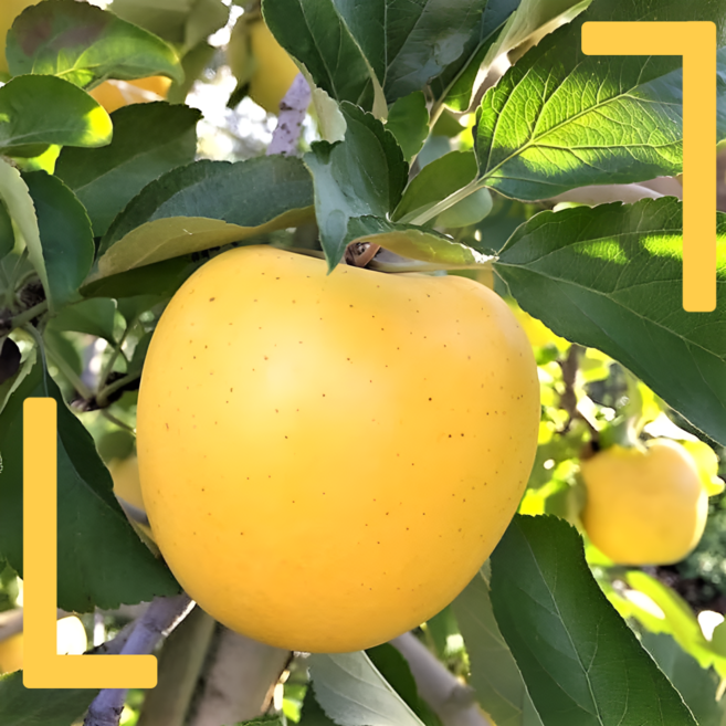 [시즌특가] 16 brix 고당도 꿀 시나노골드 국내산 황금 골드 사과, 1개, 3kg 중대과 특품