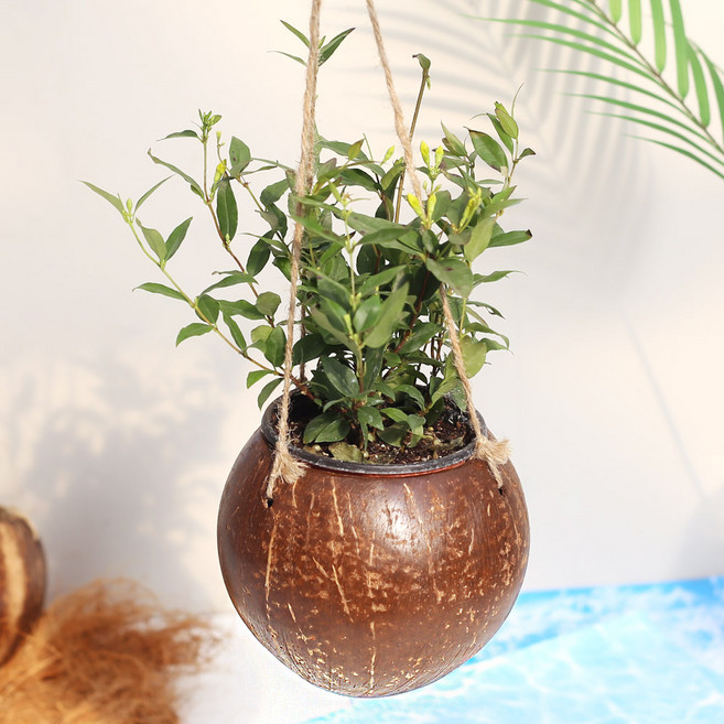 코코넛 걸이화분 넝굴식물 공중식물 행잉플랜트, 코코넛색상, 1세트