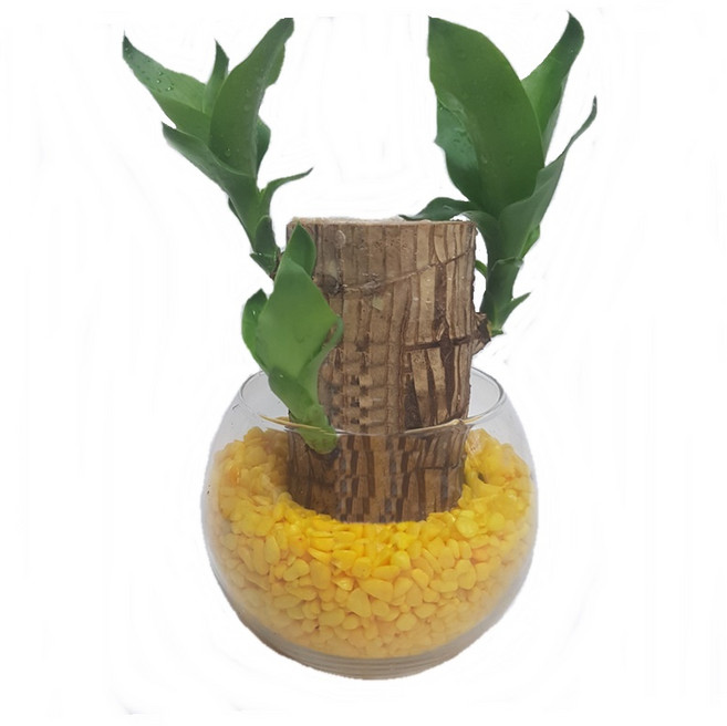 트리앤 1+1 푸딩병 개운죽 / 단지(1개) 아이비식물 테이블야자 천냥금 행운목 산데리아 홍콩야자 수경식물 수경재배, 62. 단지 행운목(노랑) 1개, 1개