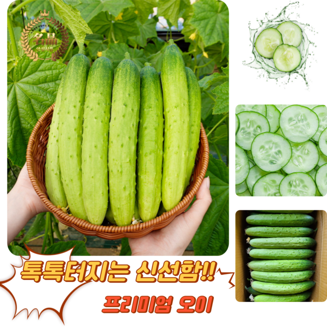 [굿피플] 백다다기오이 백오이 오이 백다다기 국내산백오이 오이지용오이 못난이백다다기오이, 1박스, 오이 백다다기 2kg(특품) 23내외