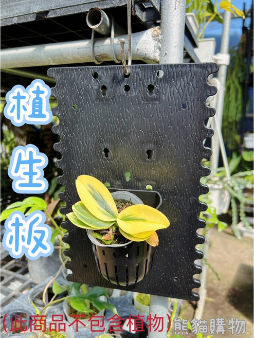 植生板 鹿角蕨上板 塑膠蘭花板 園藝造景, 單一選項