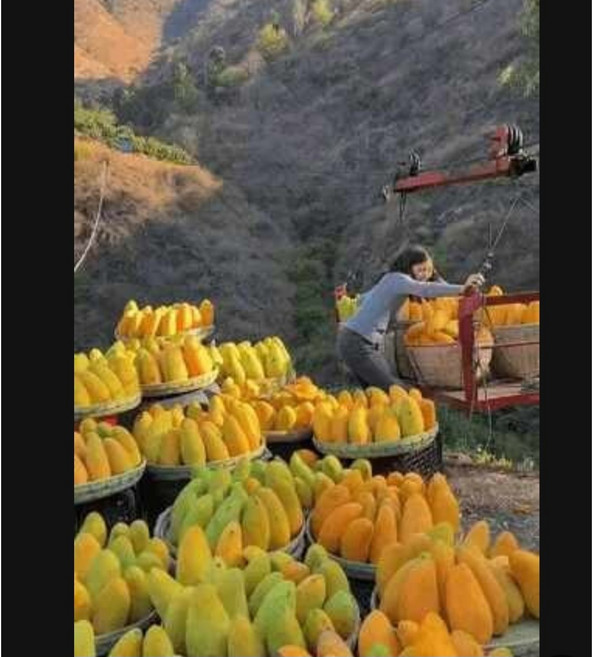 [최고급특대직수입단독특가] 고당도보장 태국 프리미엄 골드망고 남독마이 항공직송 1박스, 대2kg내외(6-7수)