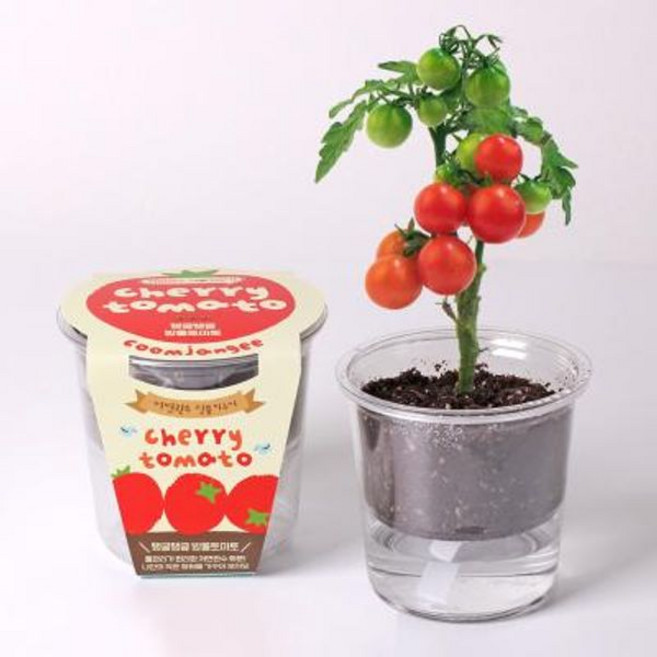 꿈쟁이 저면관수 식물키우기 - 탱글탱글 방울토마토, 단품, 1개