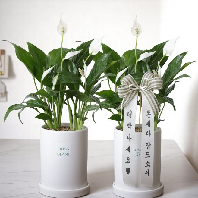 [축하카드증정] 개업 승진 집들이 꽃피는 스파티필름 화분 배달, 1개