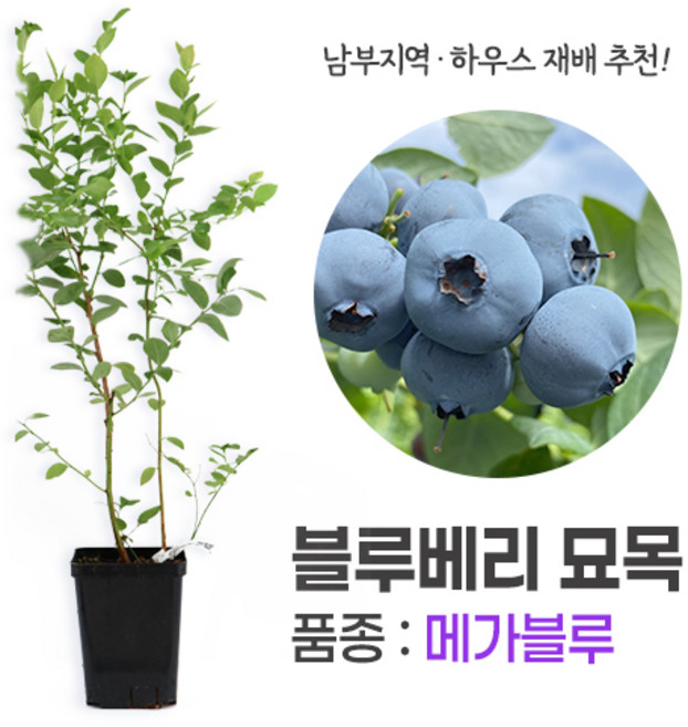 깨비농장 블루베리 나무 묘목 재배 키우기 (품종: 메가블루), 메가블루, 1개