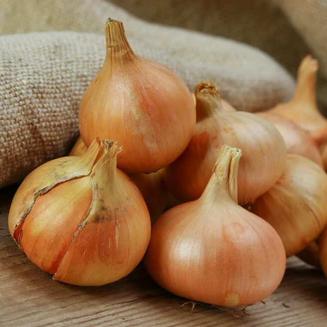 단단하고 꽉찬 국산 햇 양파 5kg 아삭 달큰 황토흙에서 키운 양파 장아찌 피클, 양파 소 5kg, 1