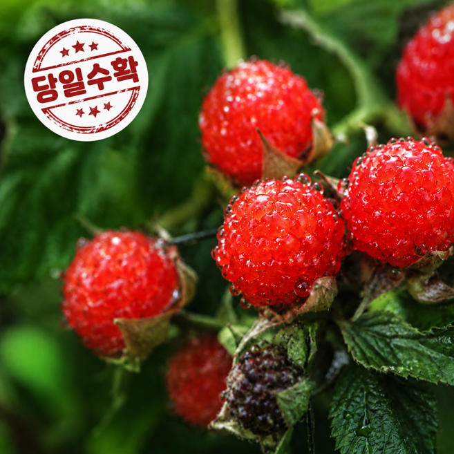 [시즌한정] 산지직송 새콤달콤 2026 산딸기, 1개, 250g