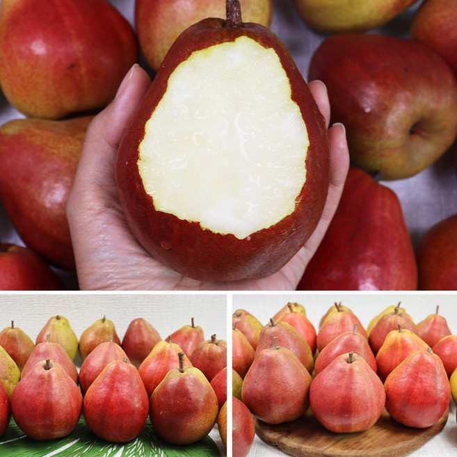 선별발송 고당도 서양배 스위트센세이션 후숙 유럽배 붉은배 망고배 1kg, 1세트