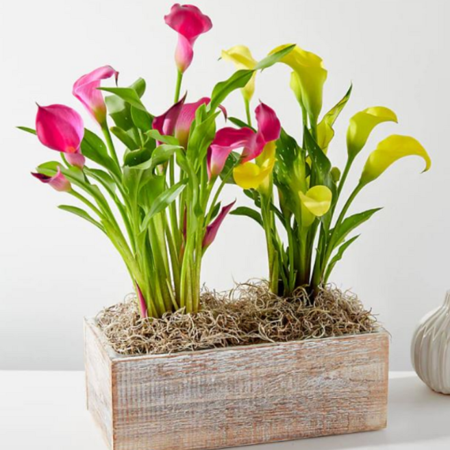 [NEW/2024] 카라구근 예약판매 빨강10구/ 한정수량 / 4월 중순~ 순차발송, 1개