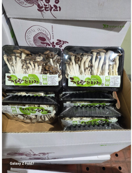 [당일경매] 국내산 맛 느타리버섯 참타리 식자재 업소용 가정용 2kg 1개