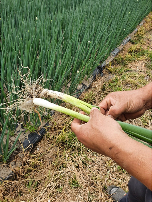 국내산 산지직송 흙대파 대파 1kg 2kg, 흙대파 2kg, 1개
