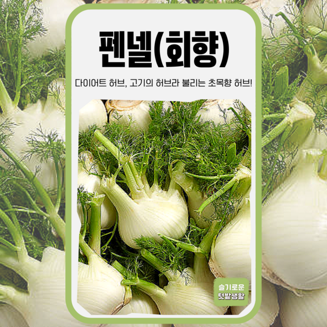 펜넬 씨앗 1g 세계종묘 종자 모종 씨 허브 향신료 백향 샐러드, 1개