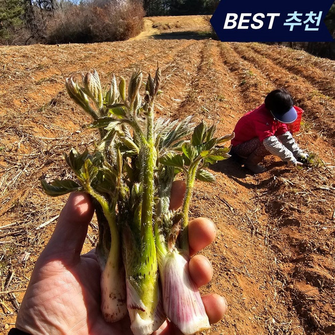 [당일수확] 자연산 두릅 남해 땅두릅 재구매 1위, 1kg, 1박스