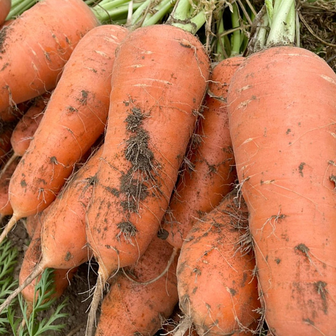 [하루특가] 신선함부터 남다른 제주 햇 구좌당근, 1박스, 제주 구좌당근 왕사이즈(주스용) 10kg