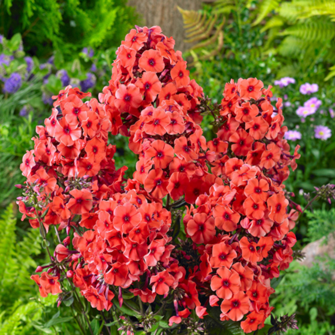 프록스 '오렌지퍼펙션' [1포트] (복남이네야생화 플록스), 1개