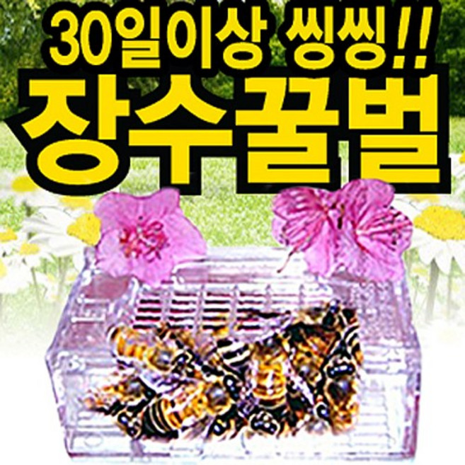 장수꿀벌 30마리부터 100마리까지 벌침 벌침벌 봉침 봉침벌 최상의벌관리 벌 꿀벌 벌침용벌, 40마리, 선택안함