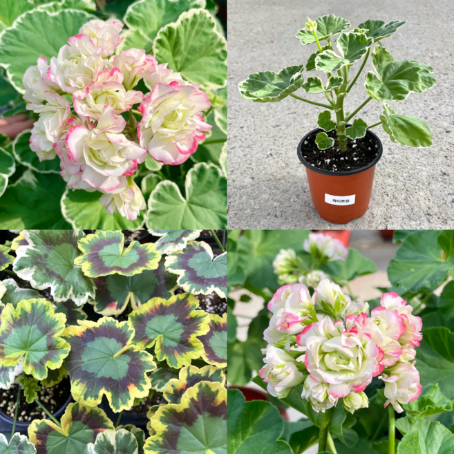 화이트링 애플블라썸 미시즈폴락 3개세트 제라늄 유럽제라늄, 3개