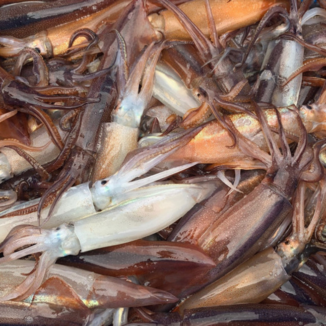 동해안 포항 손질 통오징어, 1세트, 2미(260g)