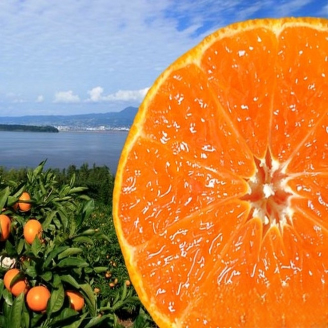 [첫수확초특가] 산지프리미엄 농가직송 최고당도 홍매향, 1박스, 1kg(소)