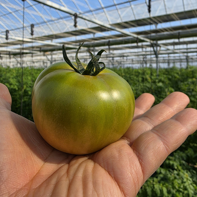 [대저농협인증]산지직송 명품 부산 대저토마토, 1박스, M(실속형)2.5kg