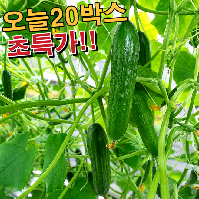 [오늘20박스만] 국내산 직판 아삭 미니오이, 1박스, 500g