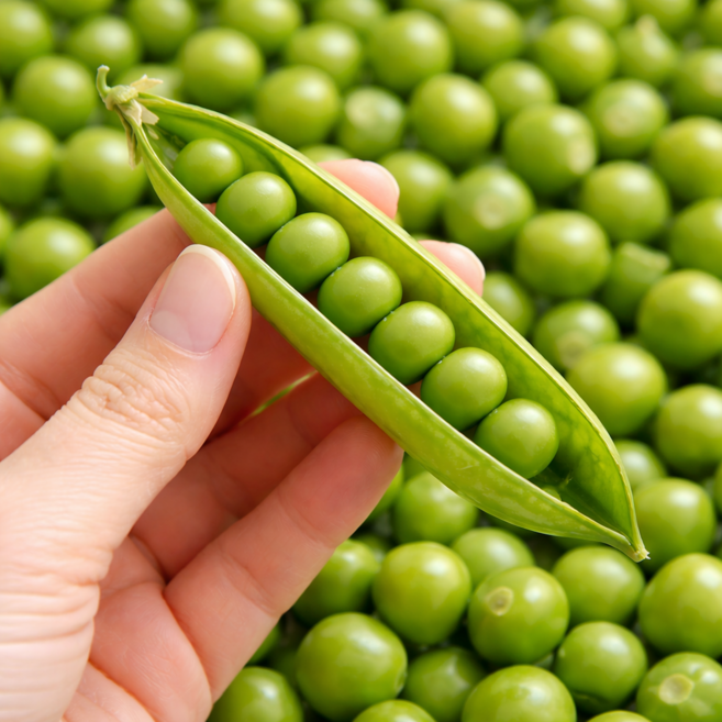 [고품질선별] 농장직송 저속노화 국산 껍질완두콩, 1박스, 2kg