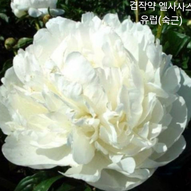 25년 작약 엘사사스 숙근 2-3촉 신품종 백작약 구근 노지월동 꽃모종, 1개