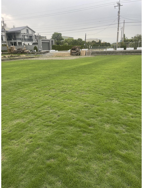 草堂園藝 台北草真草皮, 1箱