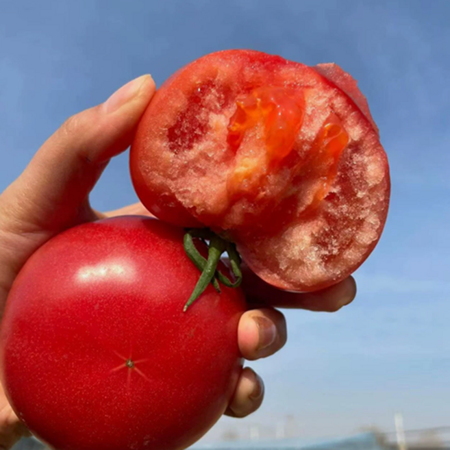 [단독특가] 200박스만 산지직송 국내산 완숙토마토, 1개, 5kg