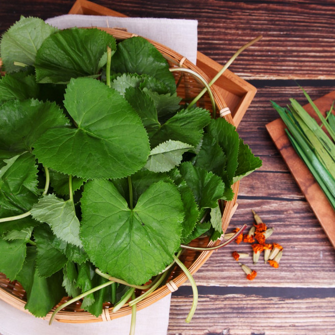[스마일겟] 강원도 인제 곰취나물 곤달비, 1kg, 1개