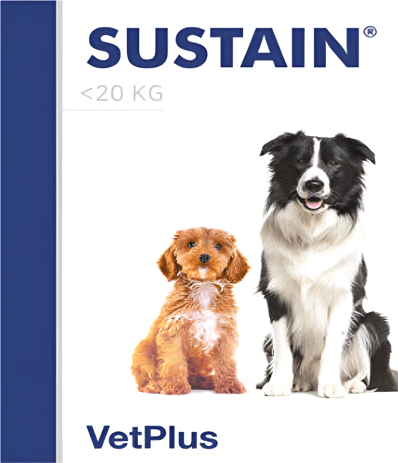 벳플러스 서스테인 강아지 독 면연력 영양제, 1개, 종양, 30회분 - 쿠팡