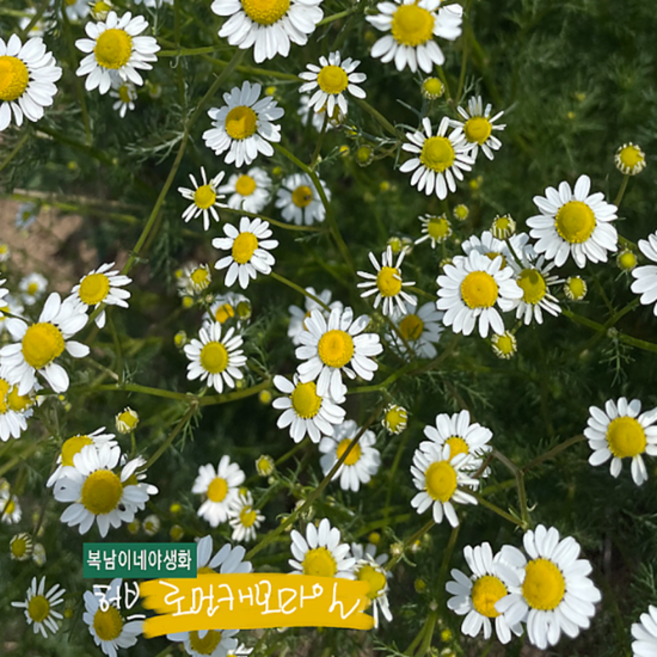로먼캐모마일 [4포트 복남이네야생화 모종 허브 herb 사과향], 1개