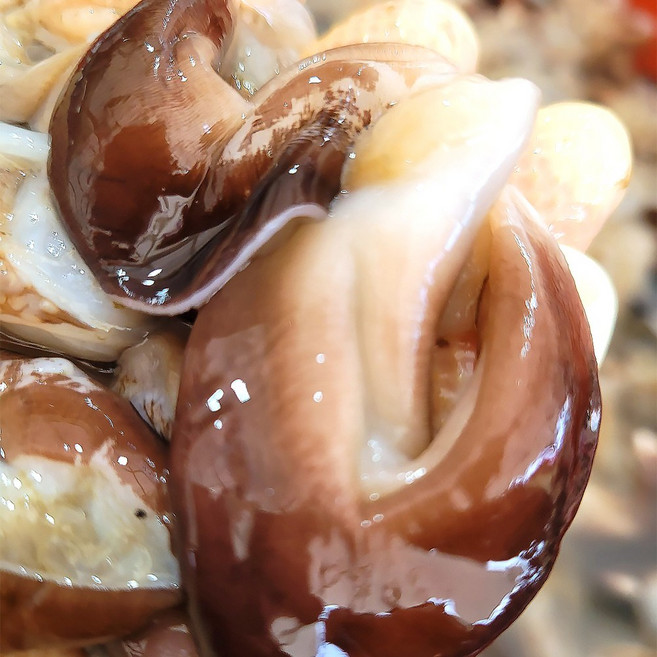 [여수직송] 여수 특품 손질새조개 1.2kg 실중량 200g 산지직송 당일조업 당일손질, 1개, 특품 손질새조개 200g