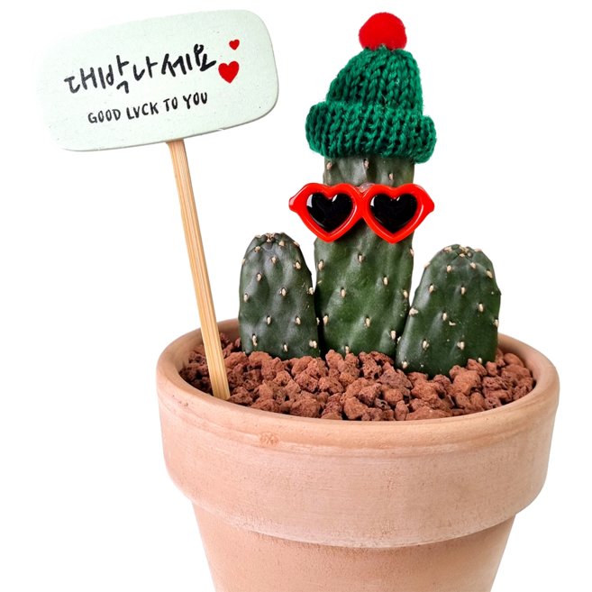 만세선인장 가시가 없는 귀여운 로드킬선인장 식물만 & - 개업선물 집들이 생일 인테리어 거실화분, 0. 만세선인장 식물만, 1개