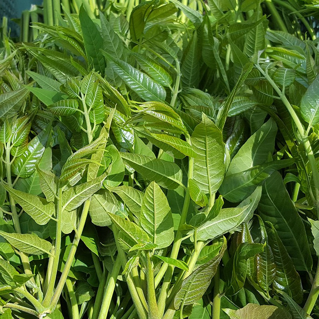 햇 엄나무순 옻순 1kg 2kg 봄나물, 1박스, 옻순2kg