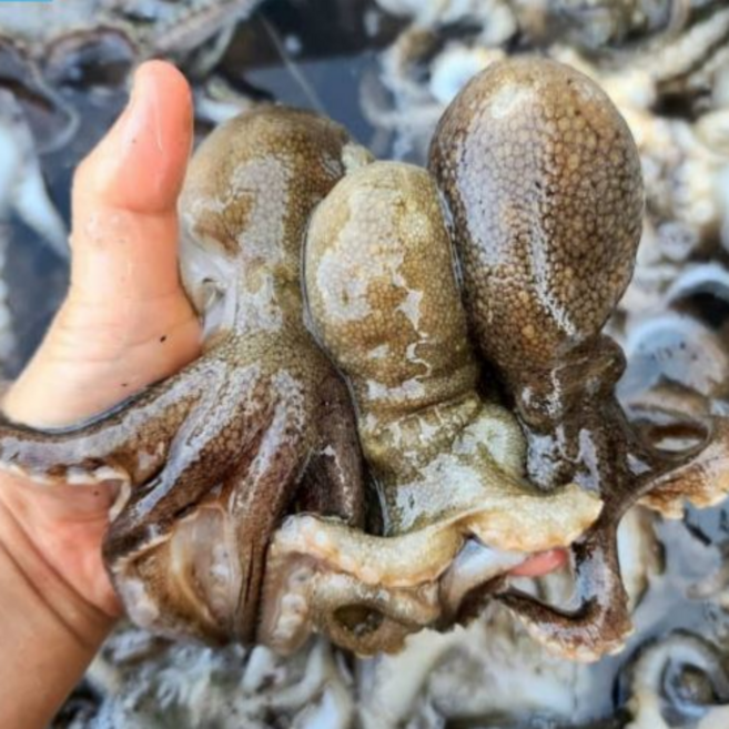 국내산 활쭈꾸미 알배기 생물 쭈꾸미 급냉 주꾸미 1kg 샤브샤브, 1개, 국내산 활 쭈꾸미 1kg