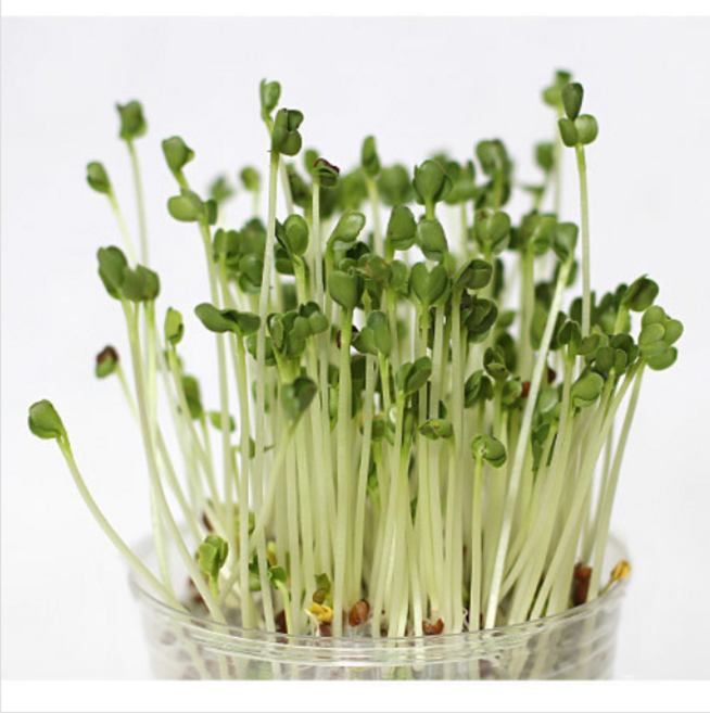 퍼니스쿨 새싹채소 키우기 유채, 1개