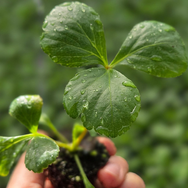 하라네 신선초 모종 약초 나물 채소모종 야채, 10개